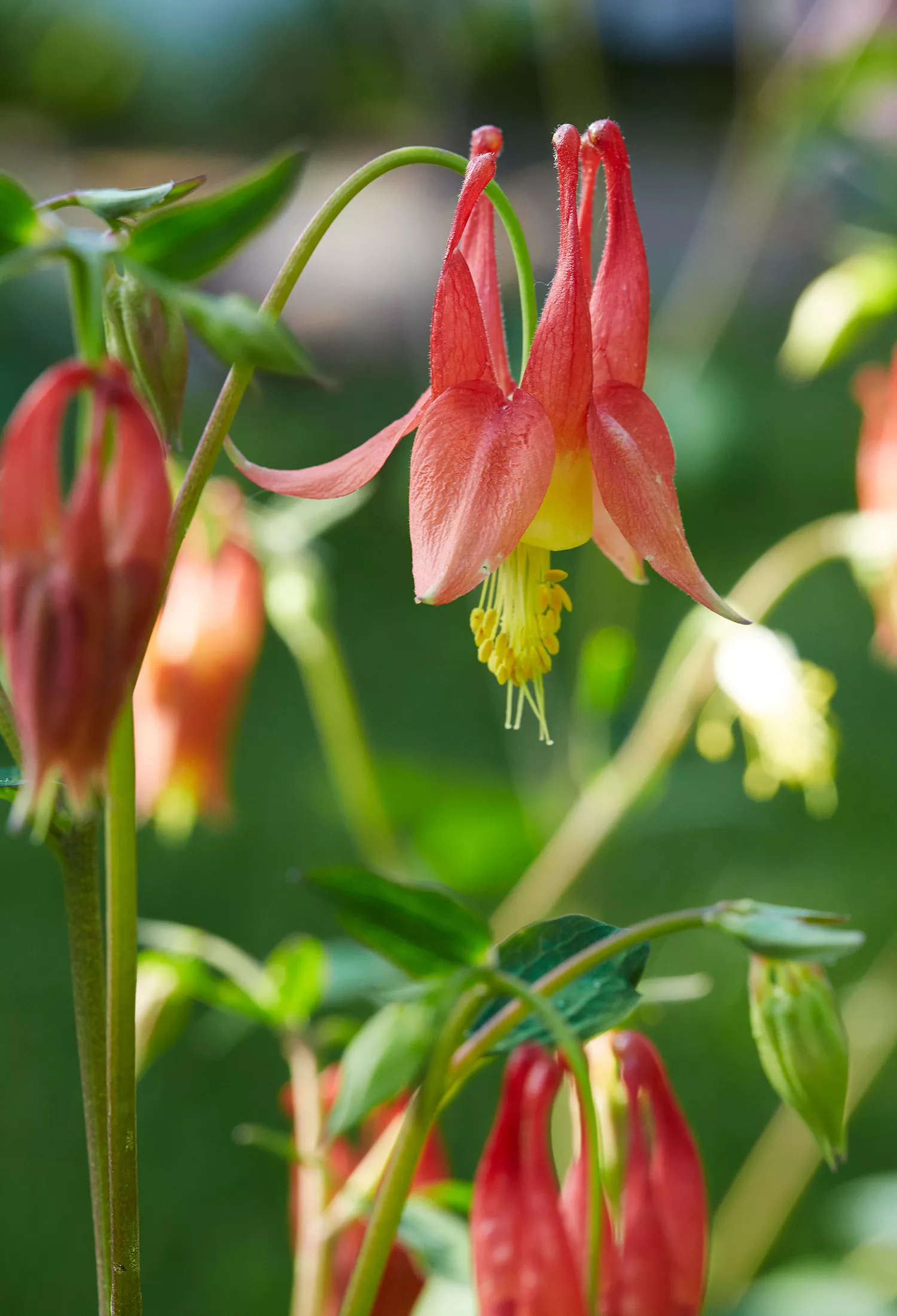 columbine flowers on plant