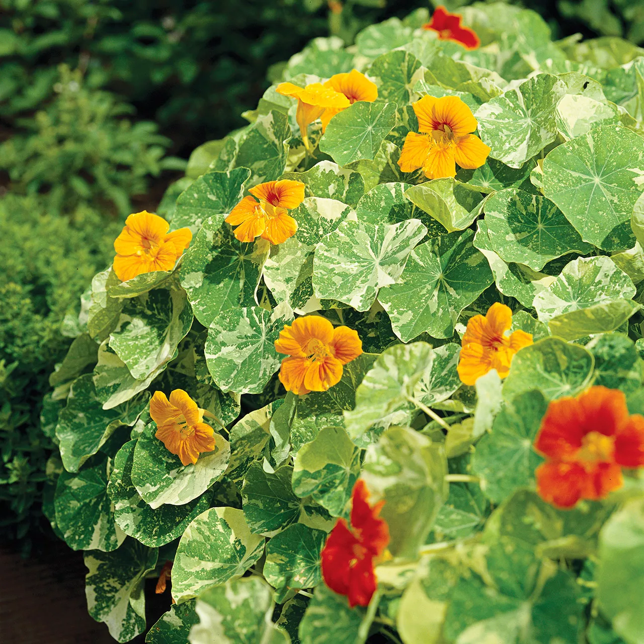 yellow and orange nasturtiums