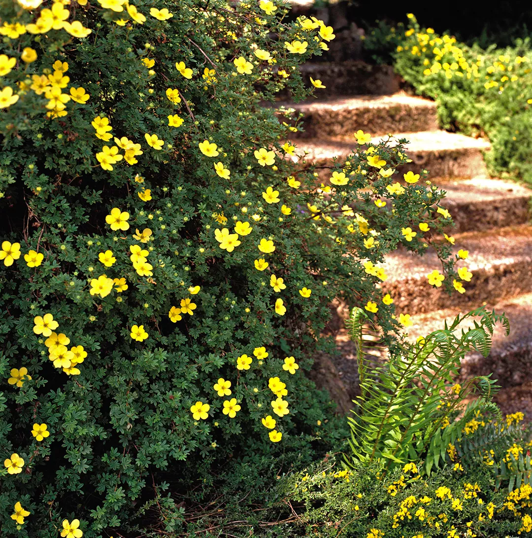 Yellow Potentilla by stone steps