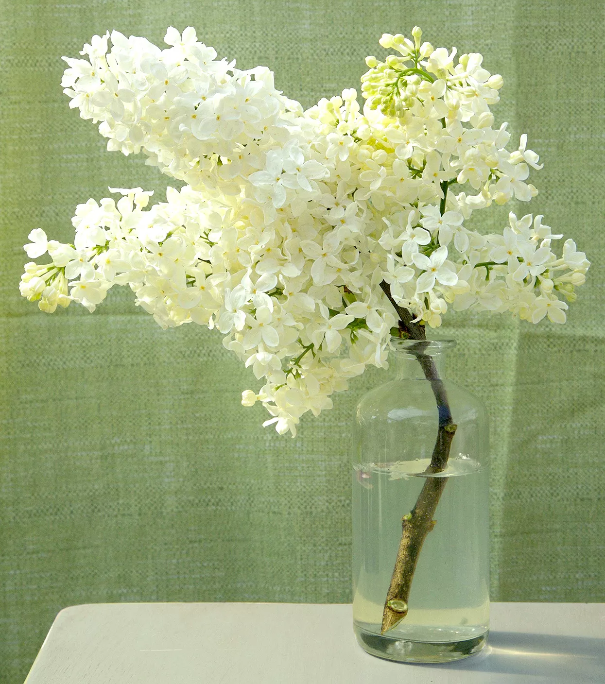 yellow Syringa 'Primrose' lilac cutting in vase