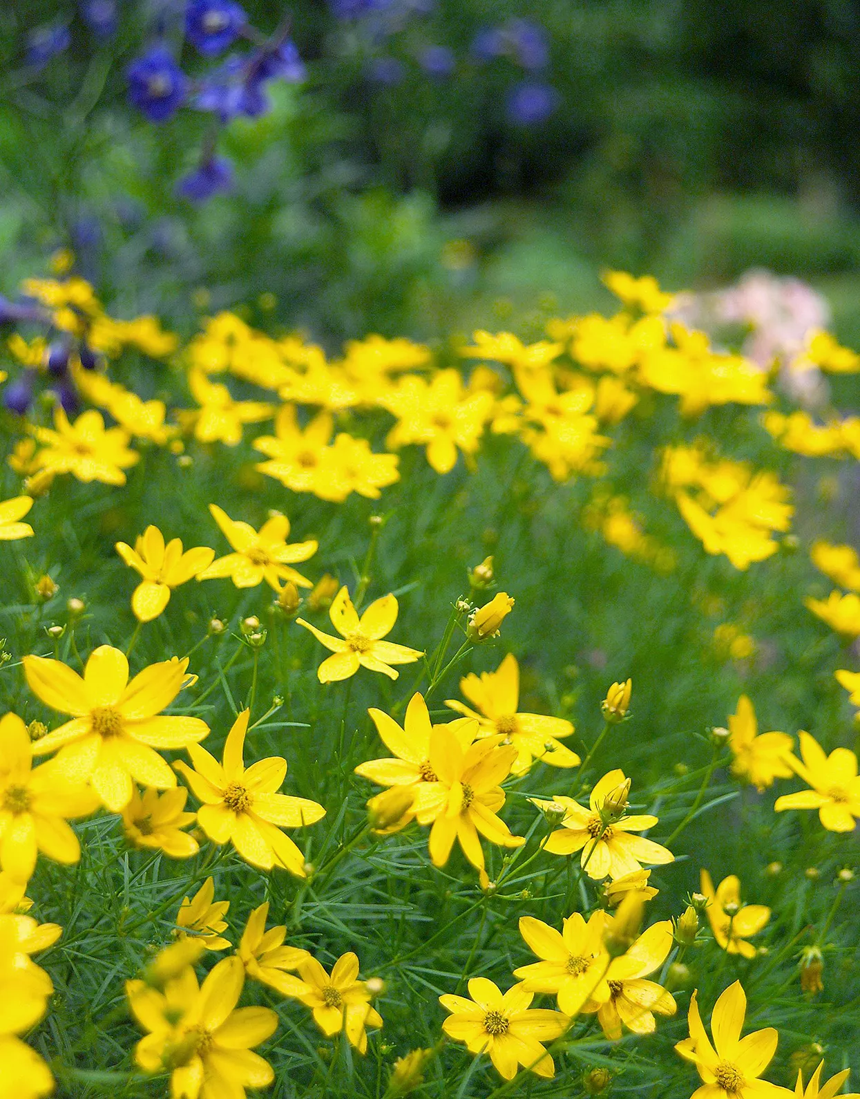 zagreb threadleaf coreopsis perennial