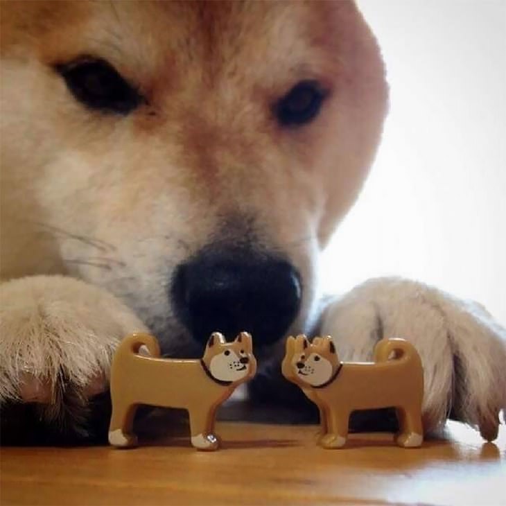 Shiba Inu funny photos