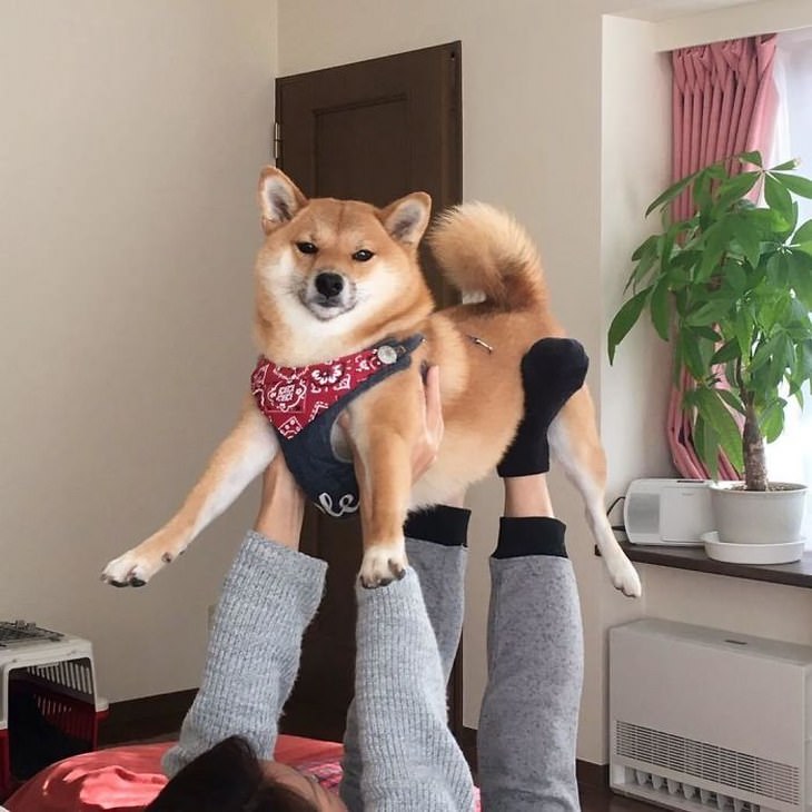 Shiba Inu funny photos