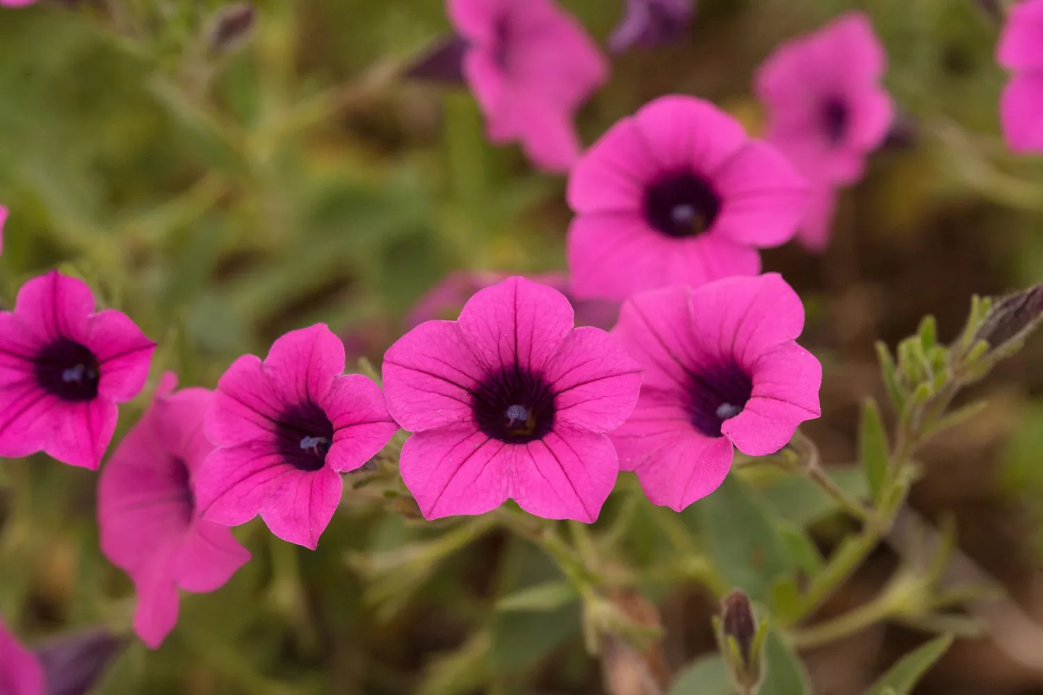 Pink Petunia