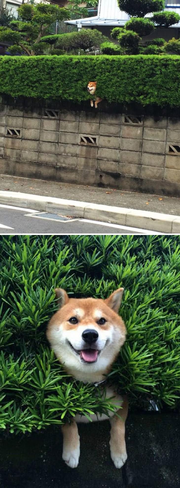 Shiba Inu funny photos