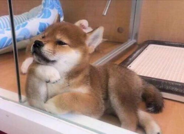 Shiba Inu funny photos