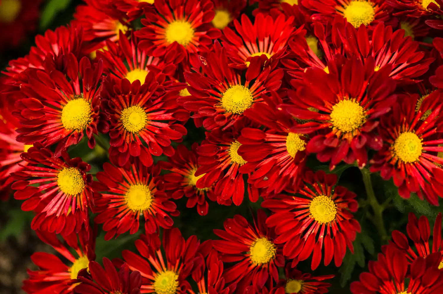 Chrysanthemum