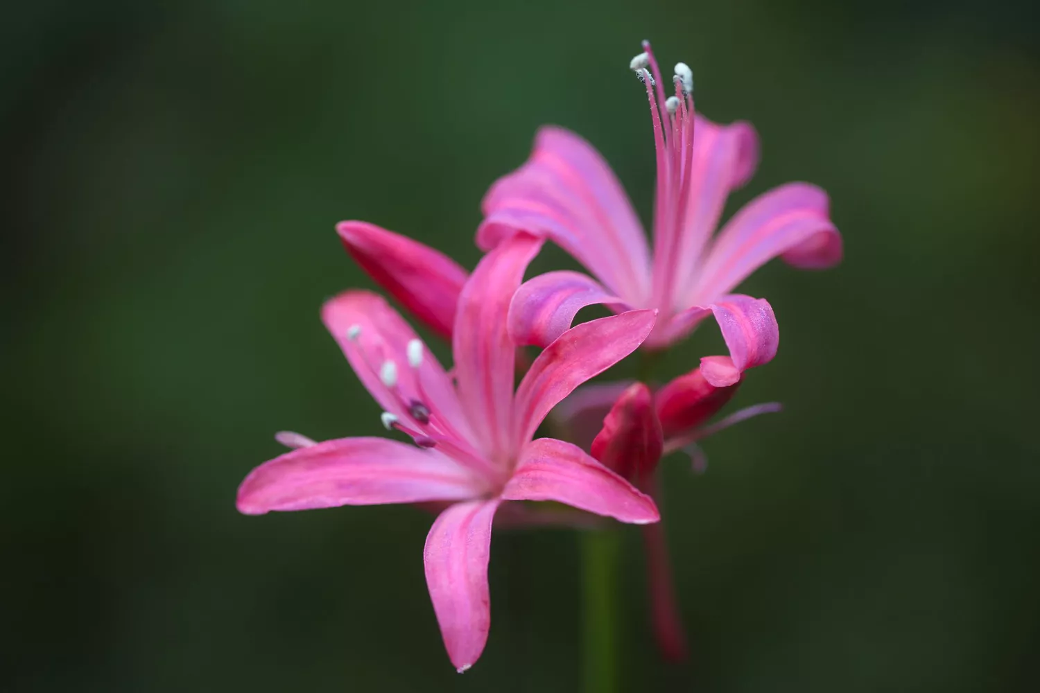 Nerine