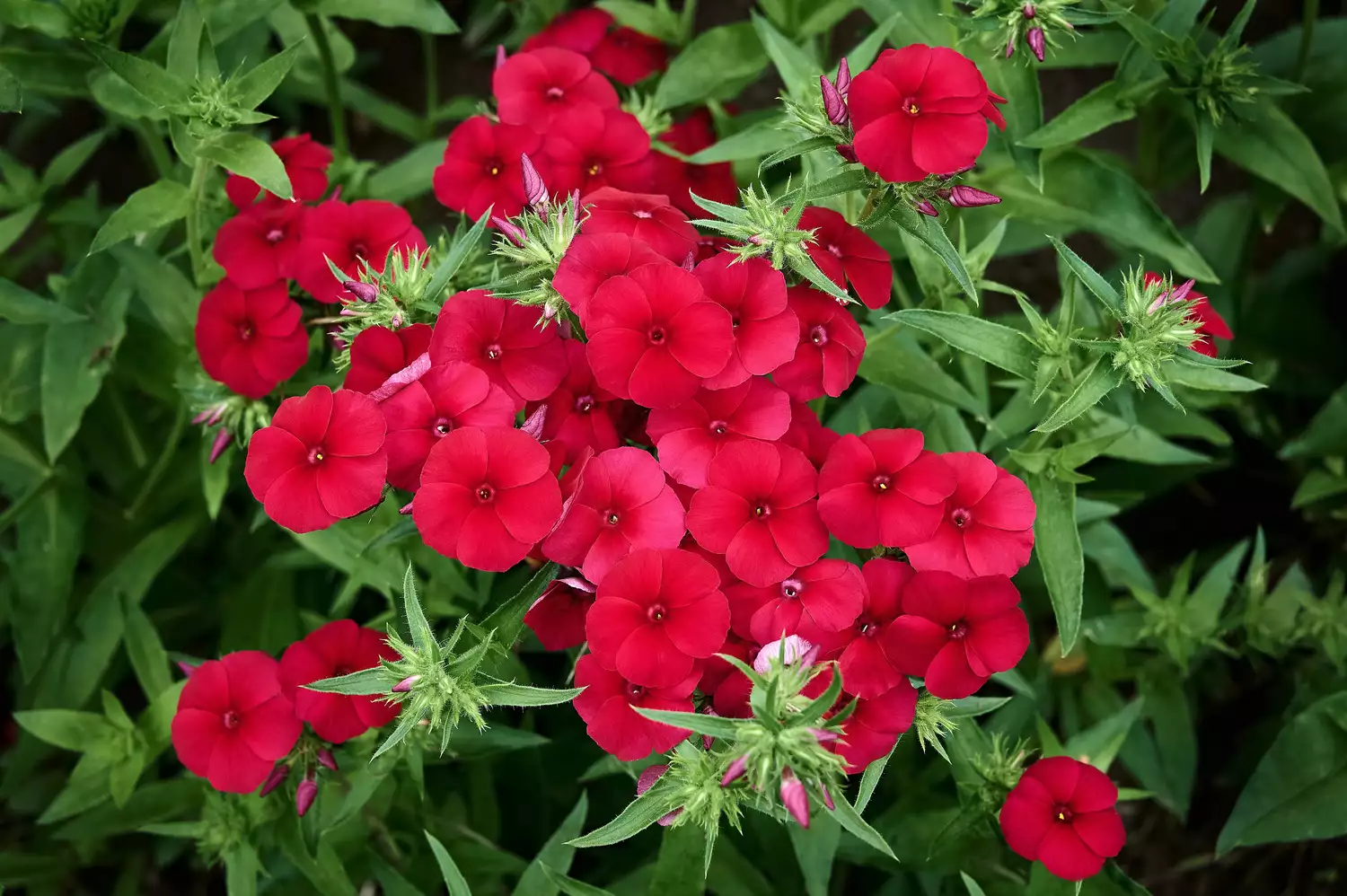 Phlox