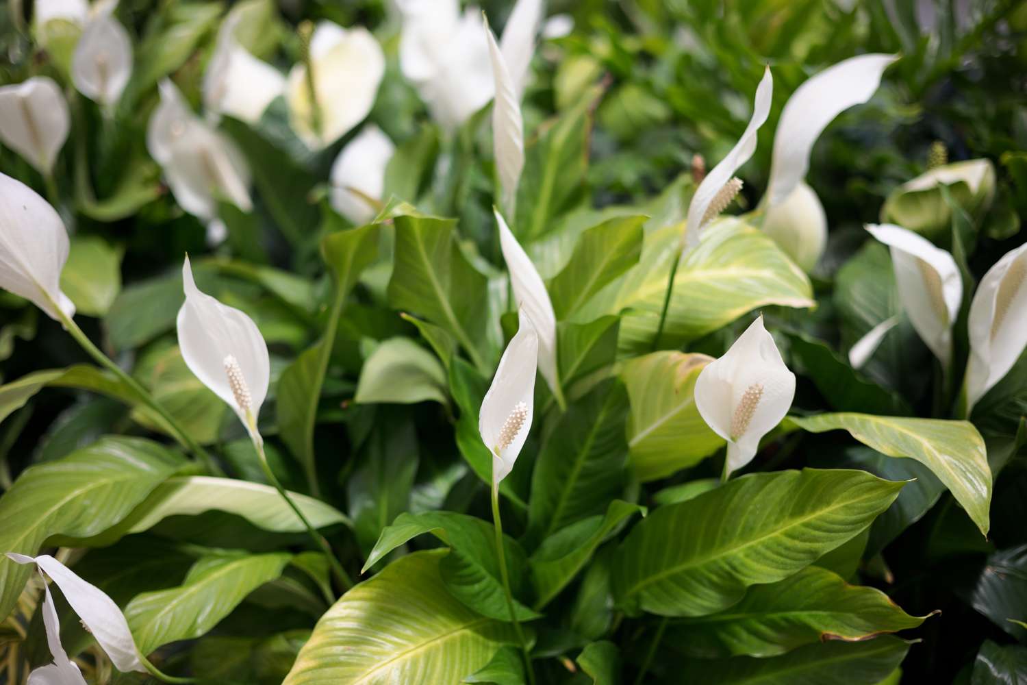 How To Grow And Care For Peace Lilies, The Perfect Houseplant