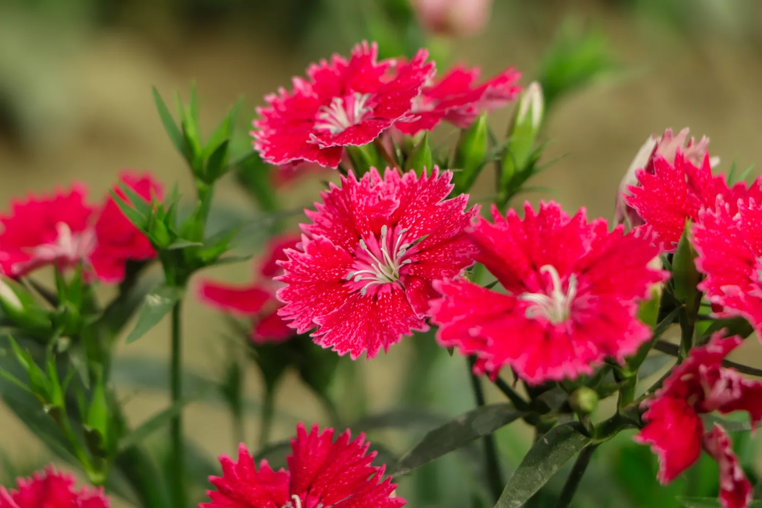 Dianthus