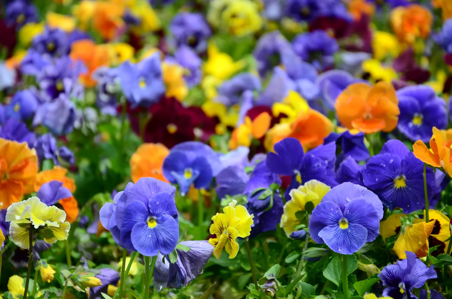 Multicolor pansy flowers