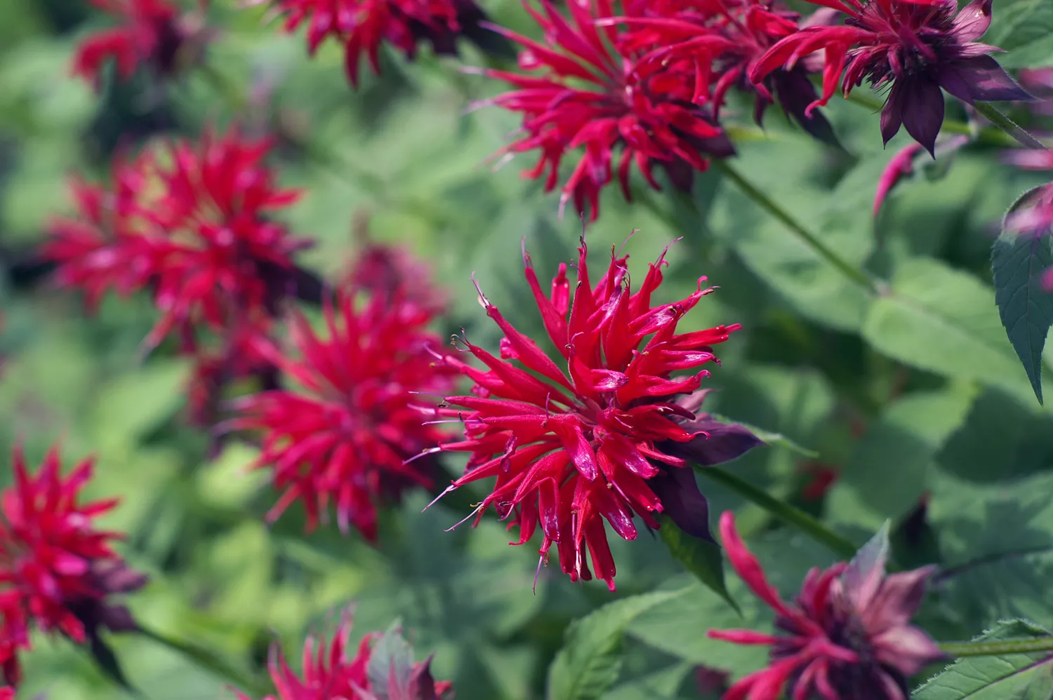 Bee Balm