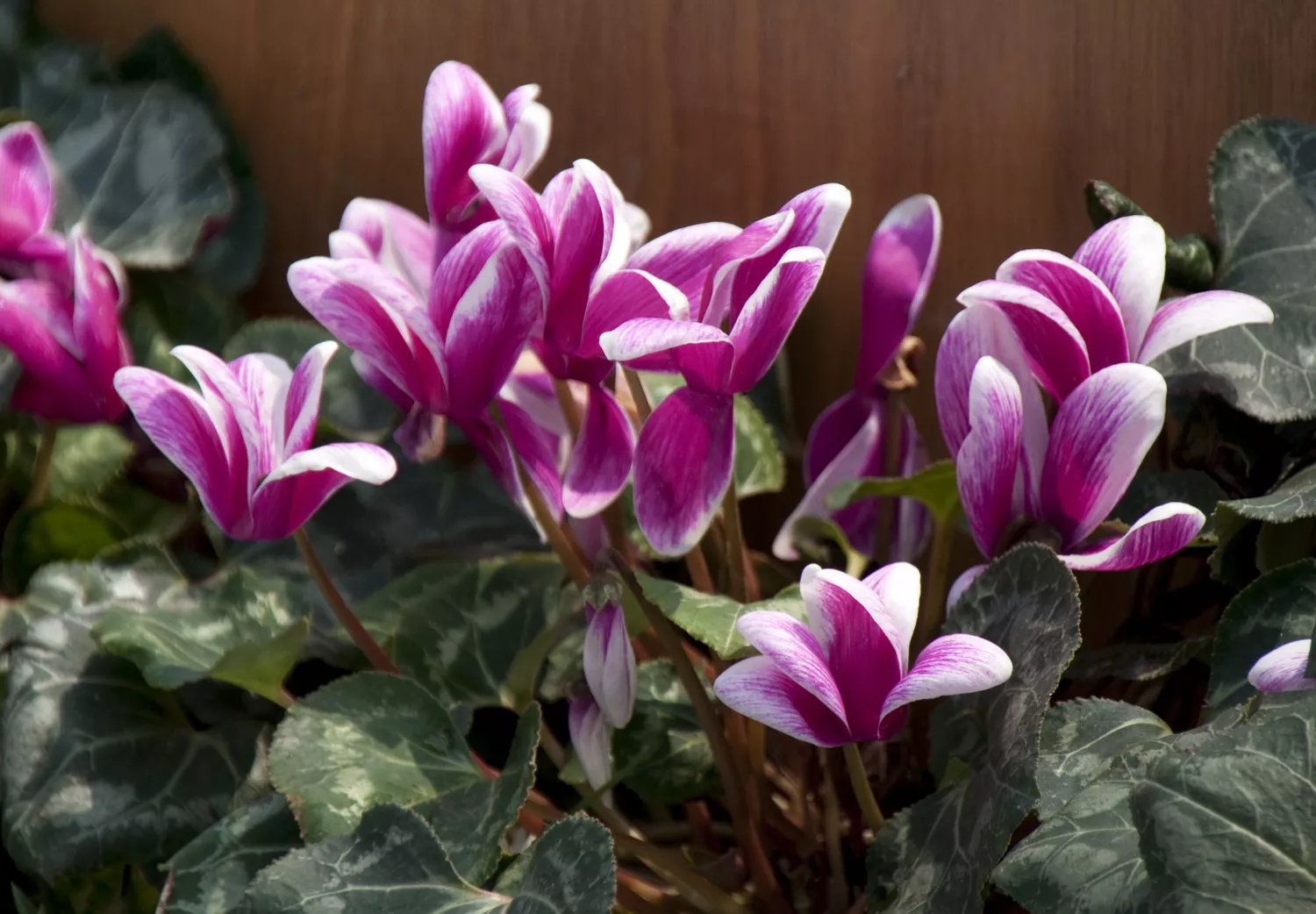 Cyclamen