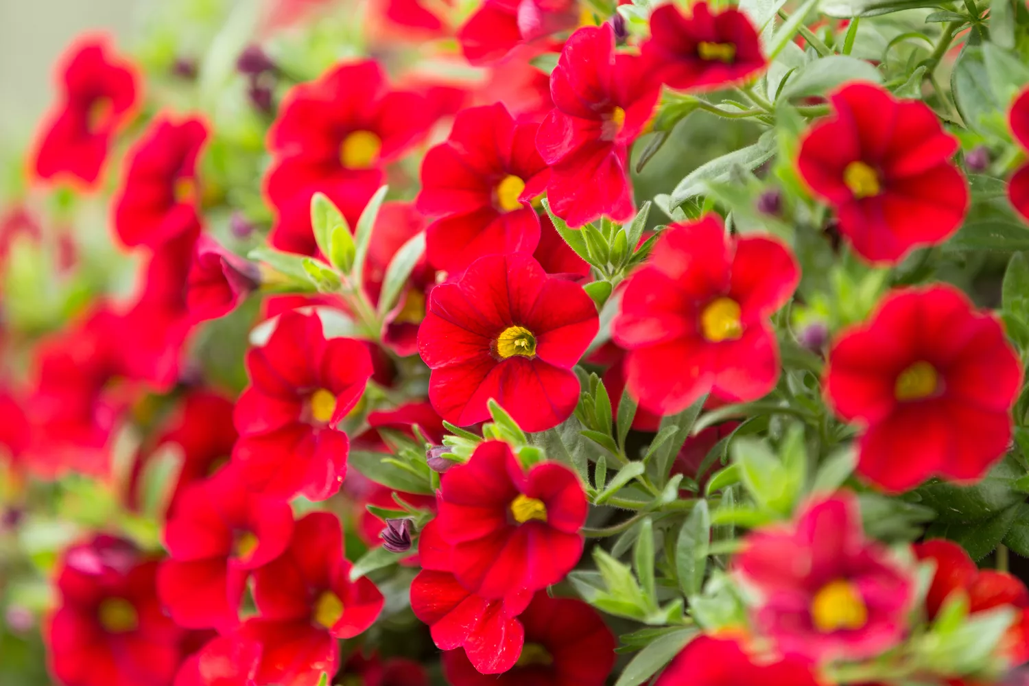 Calibrachoa