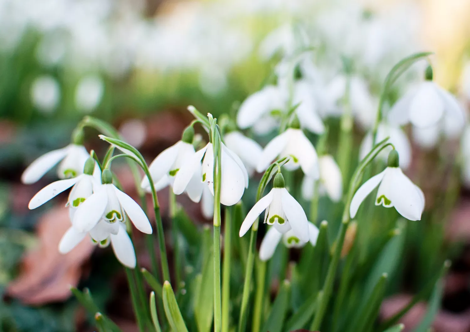 Snowdrops