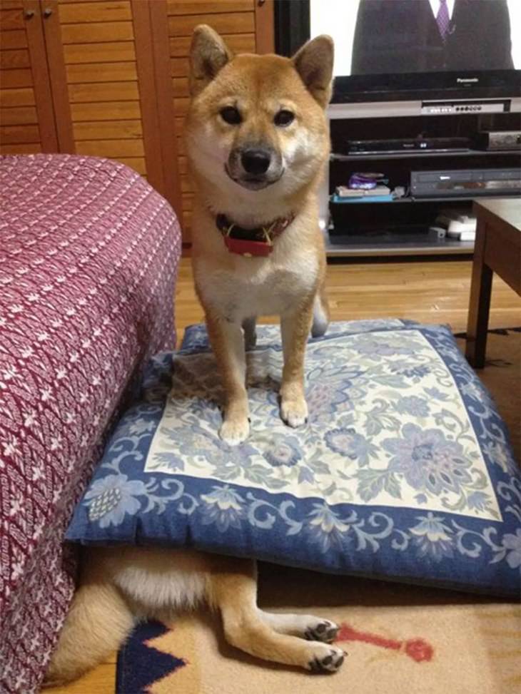 Shiba Inu funny photos