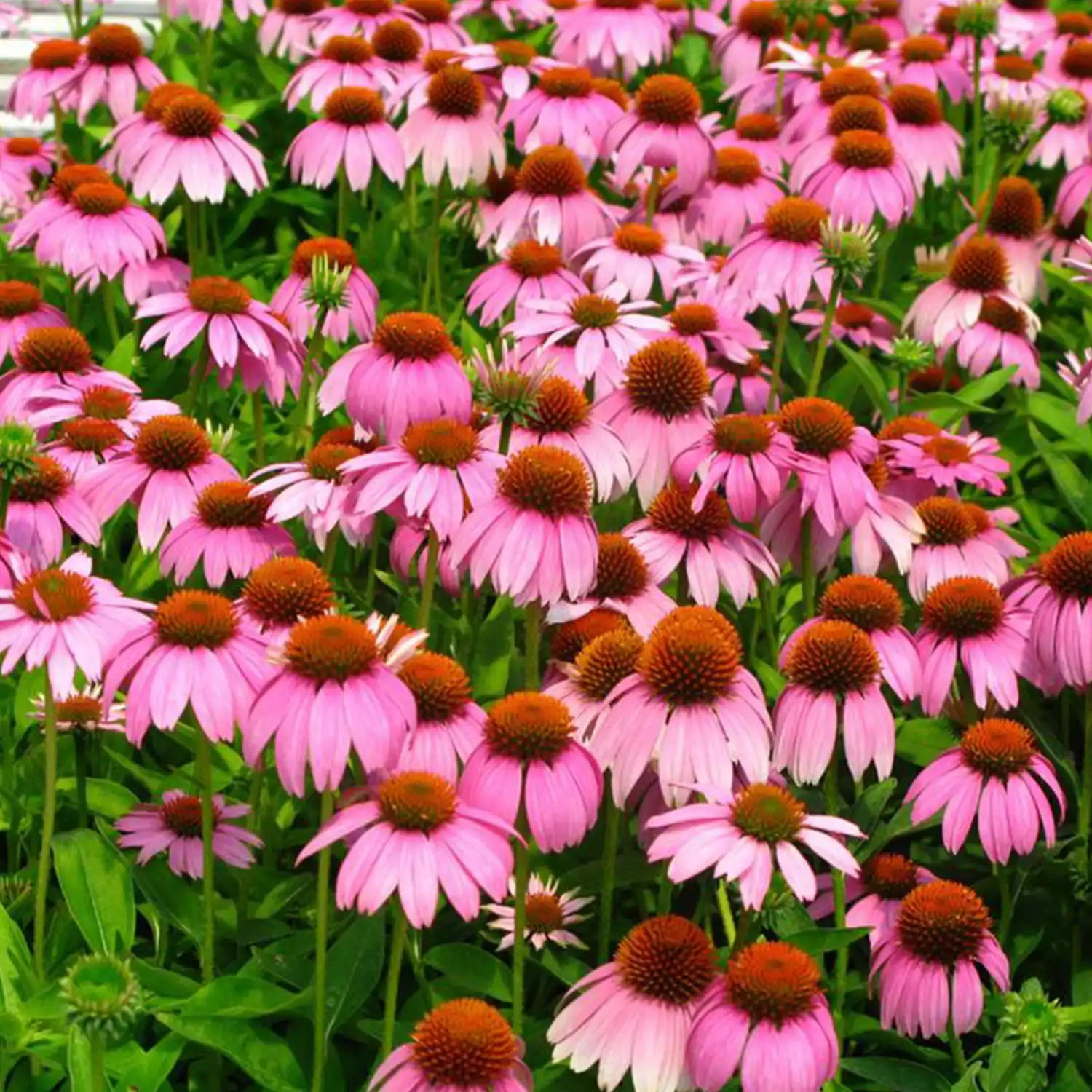 Crazy Pink Echinacea