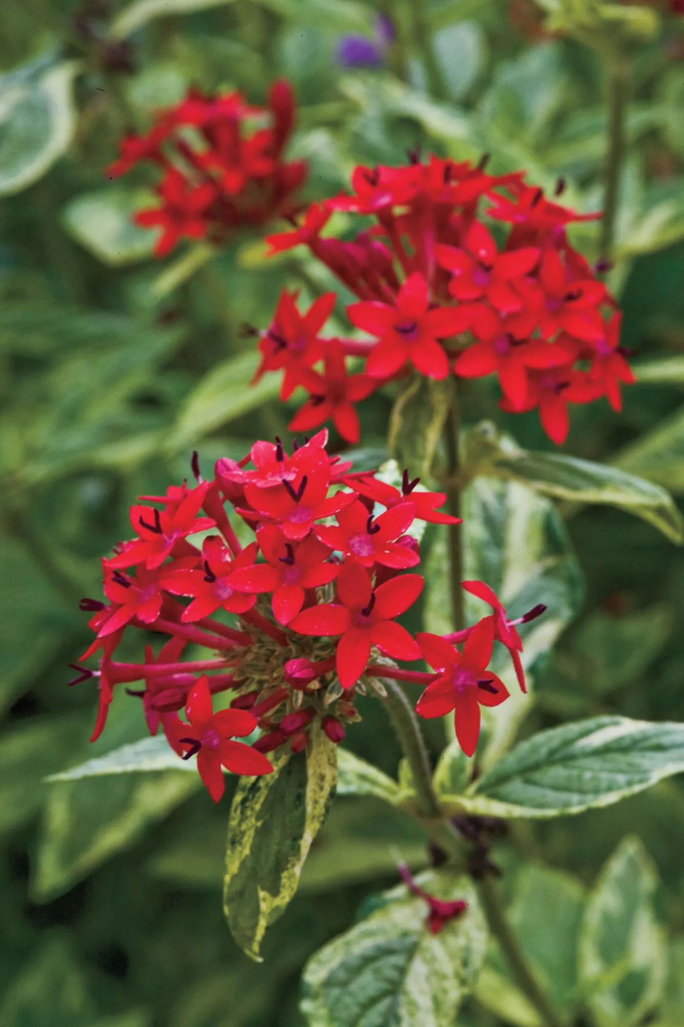 Spring Garden Flowers: ‘Stars and Stripes’ Pentas