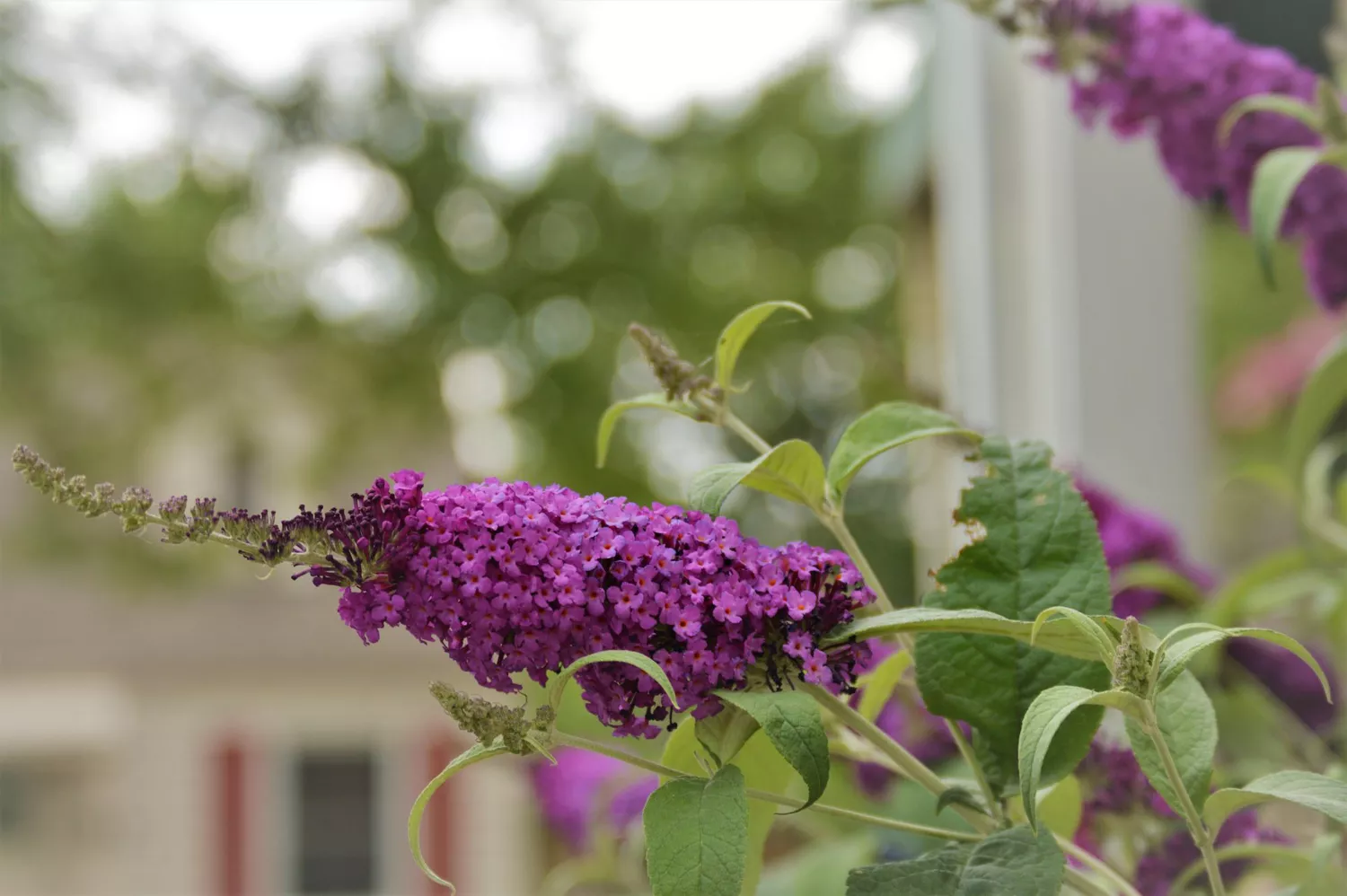 Butterfly Bush