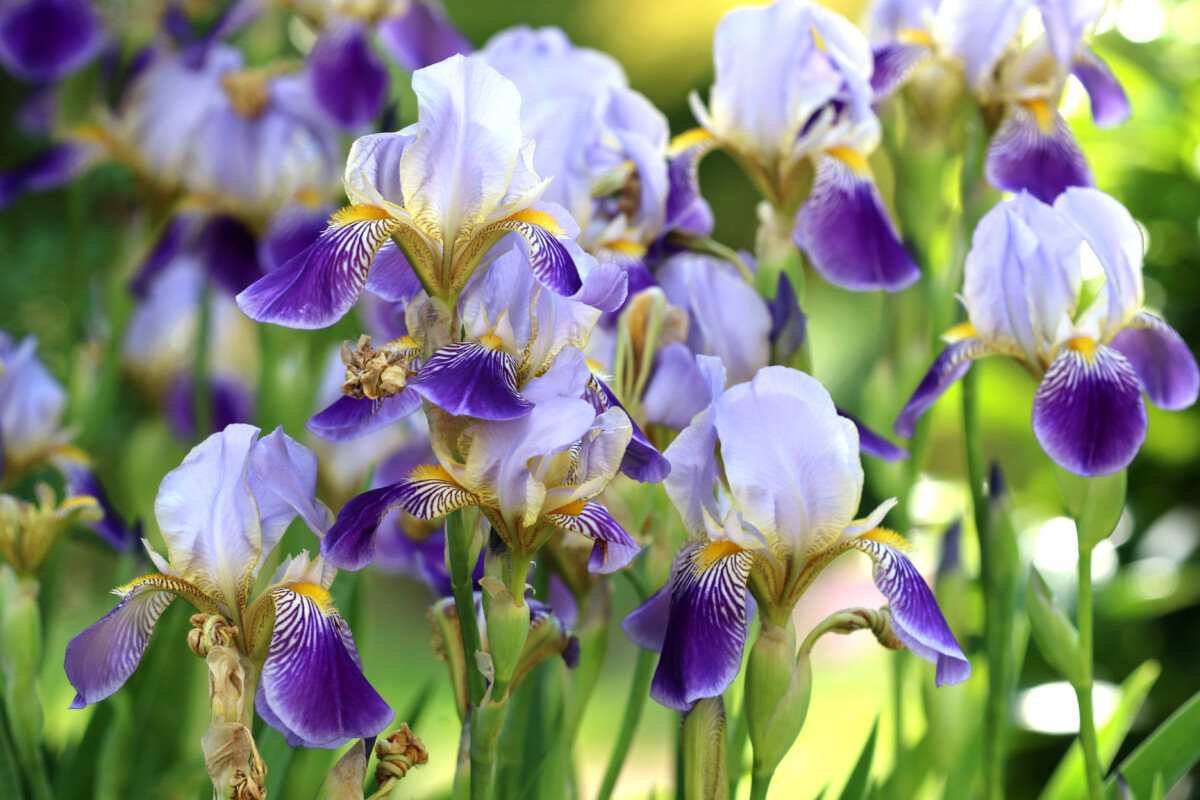 bearded iris