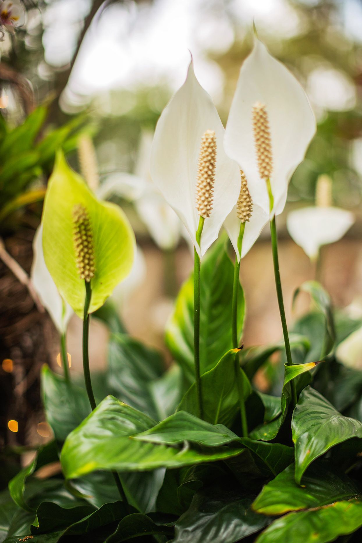 How to Grow and Care for Peace Lily