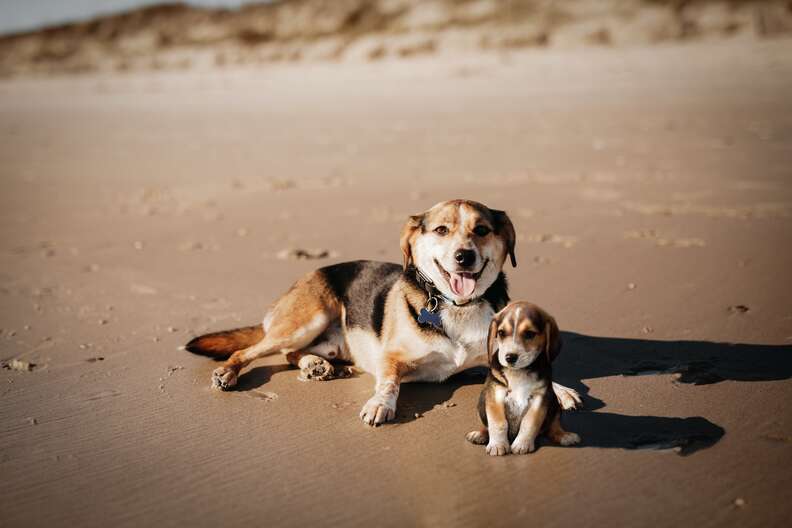 Puppy sitting next to adult dog on beach