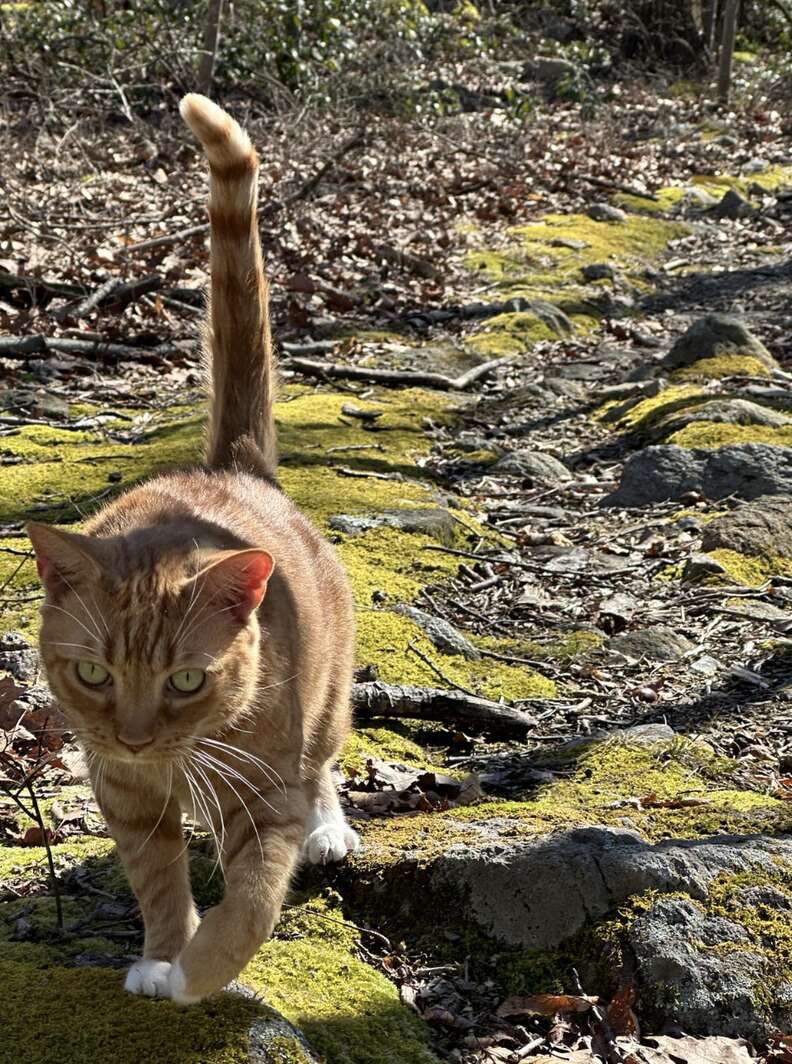 Orange cat walking down mossy trail