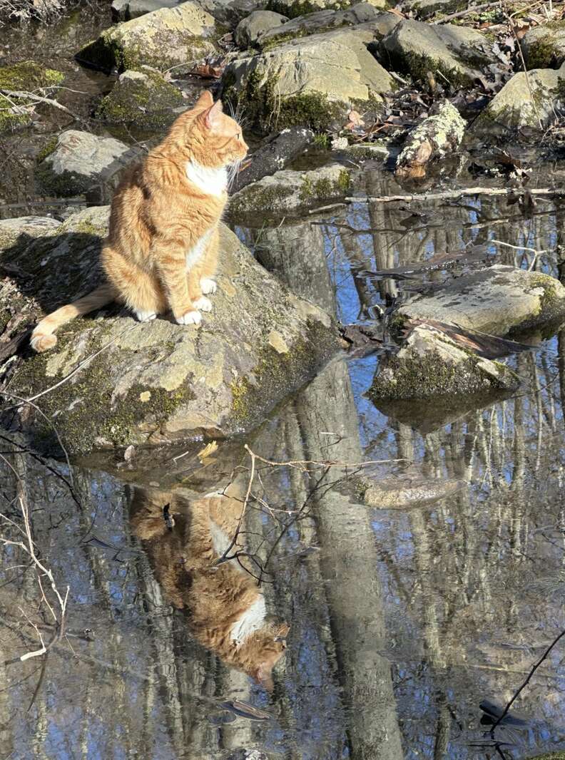 Orange cat sitting on rock in creek