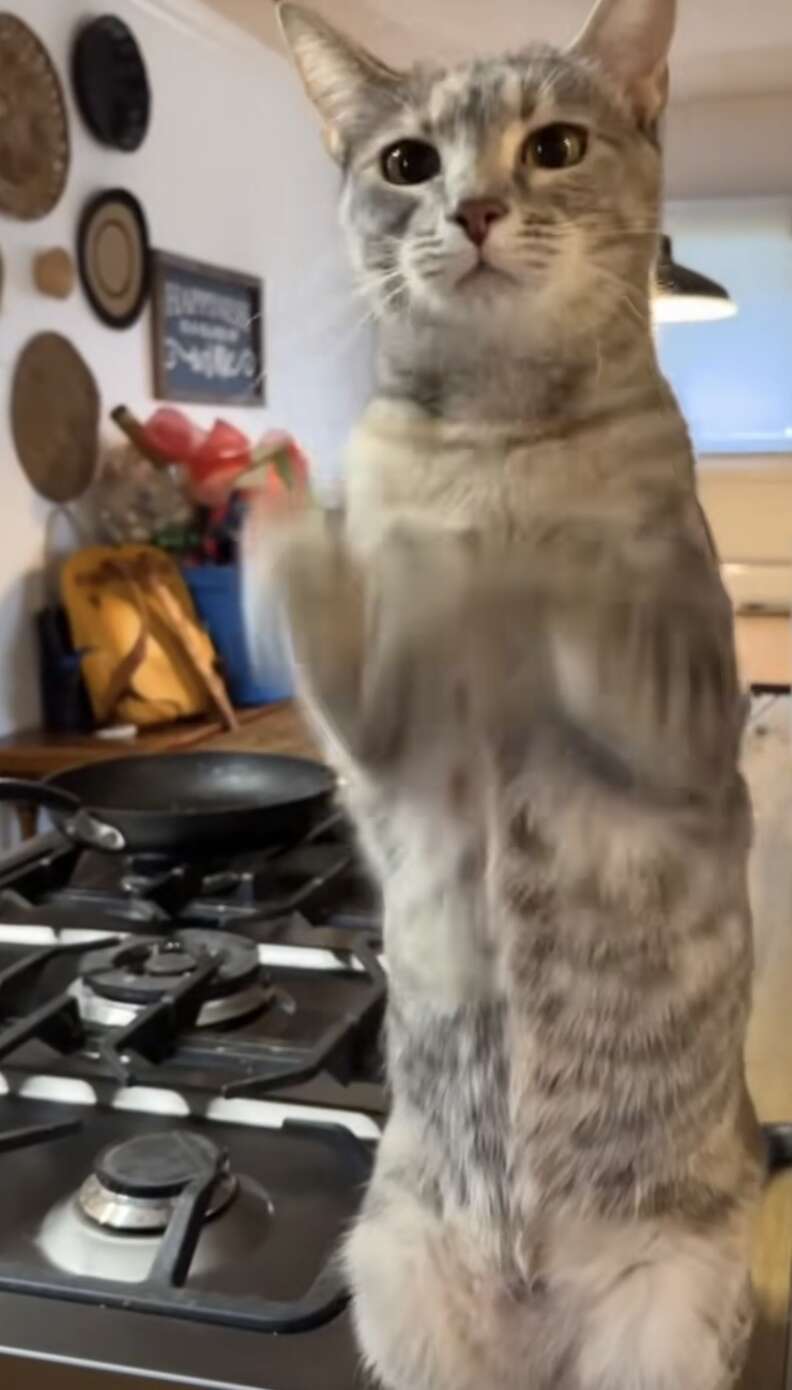 Gray cat sitting on hind legs