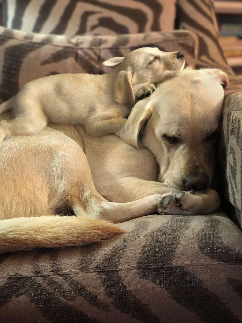 Puppy cuddling on top of adult dog