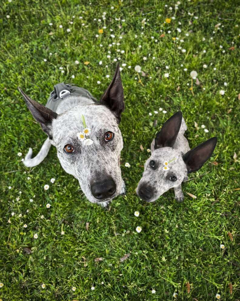 Puppy staring up next to adult dog in field of grass