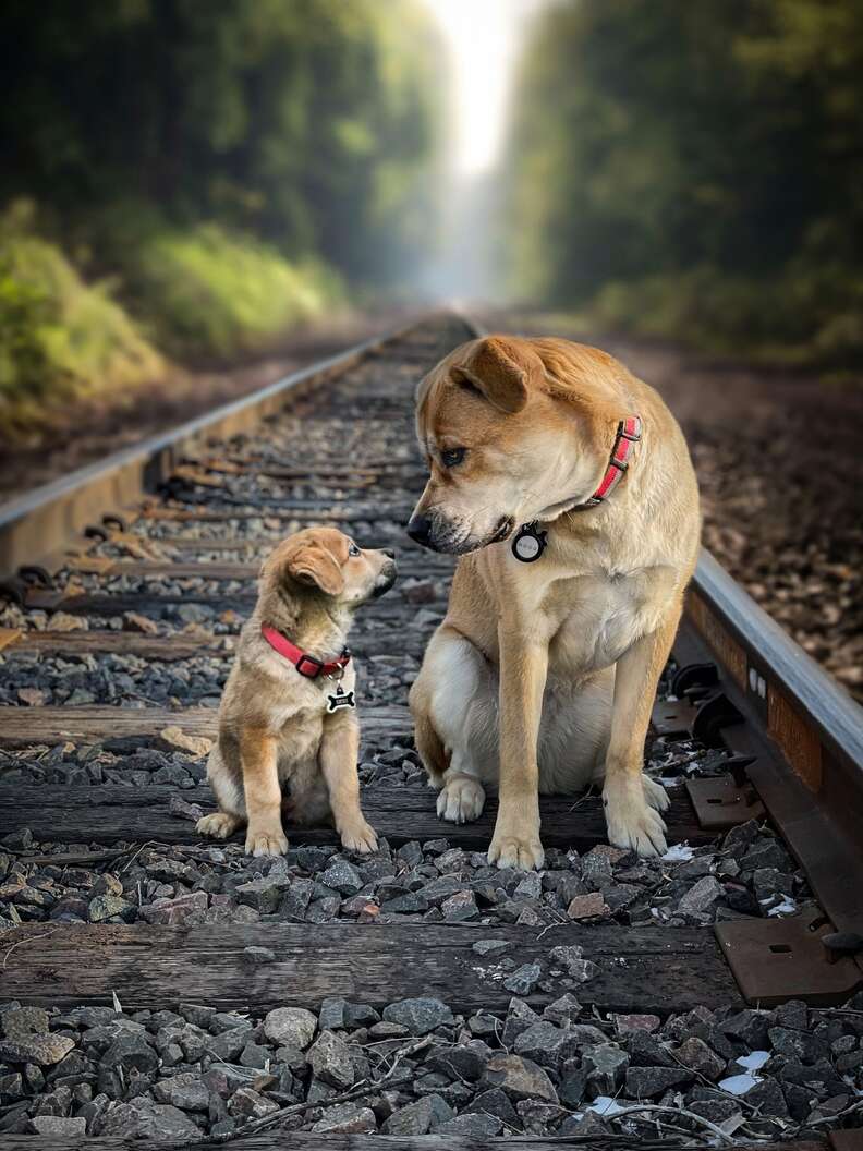 Dog touching noses with puppy on train tracks