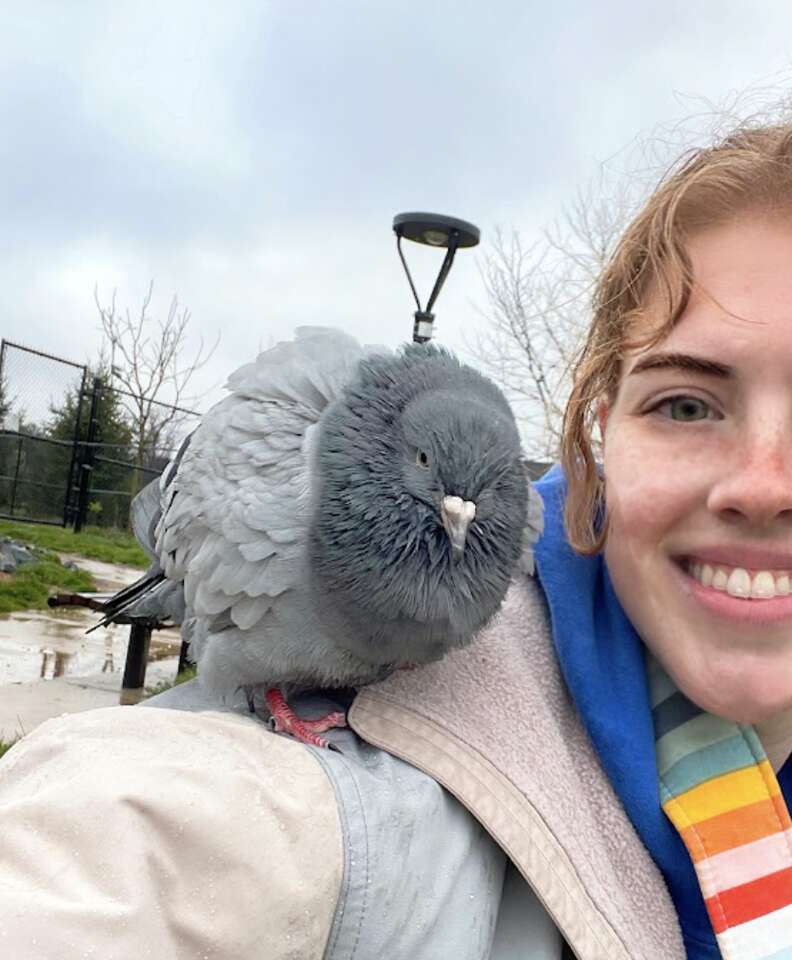 Pigeon sitting on person's shoulder