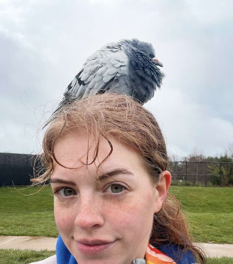 Pigeon sitting on person's head