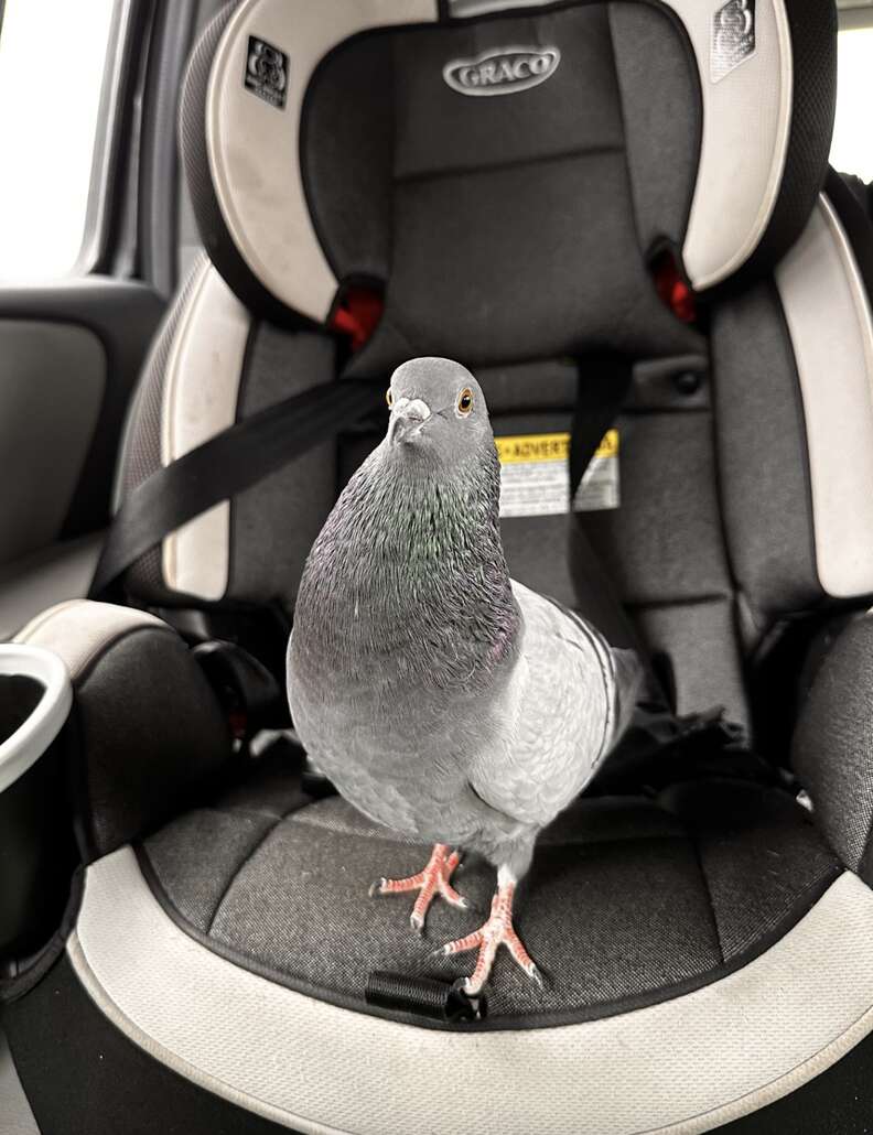 Pigeon sitting in car seat