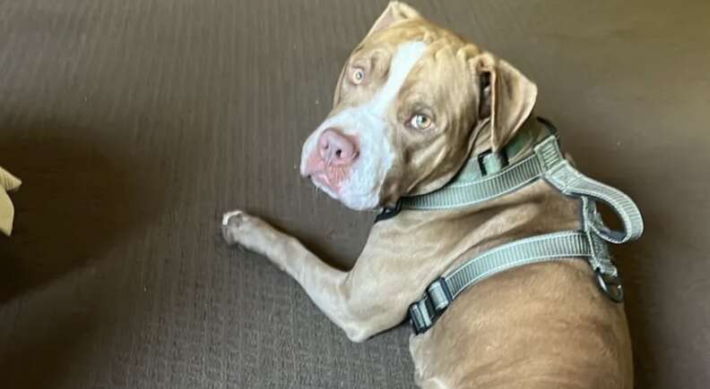 Pit bull lying down with harness on