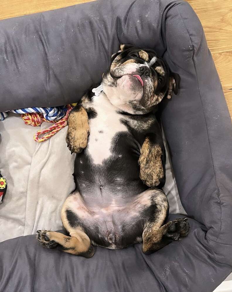 English bulldog lying down on bed