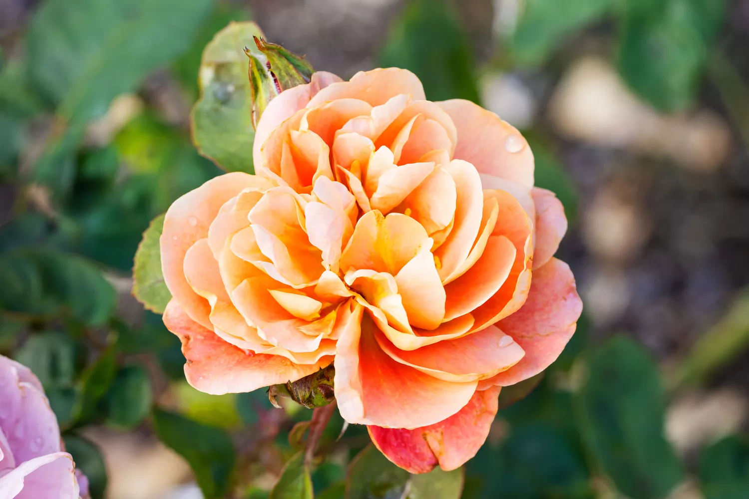 'Distant Drums' Rose at Birmingham Botanical Gardens