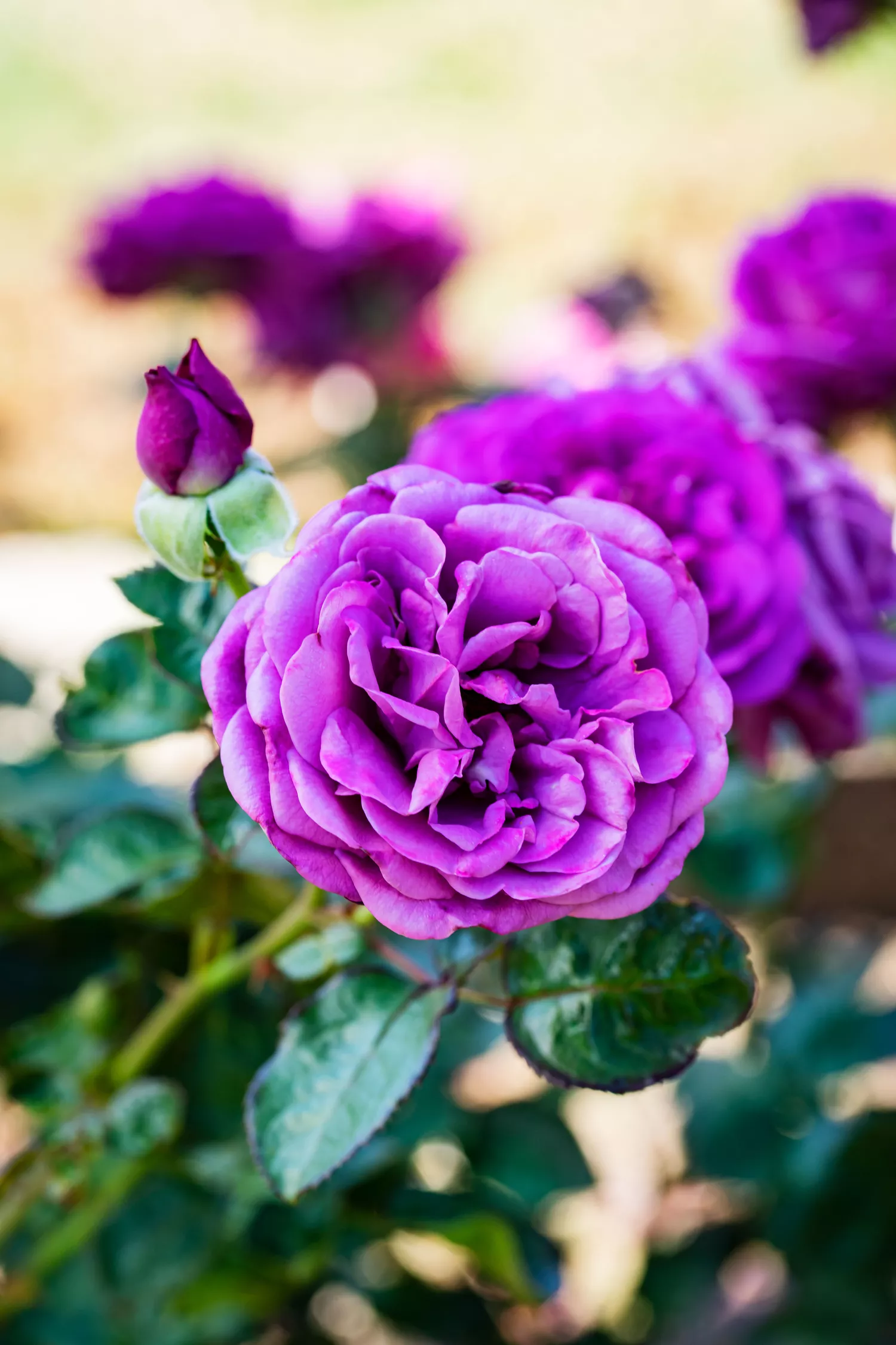 'Plum Perfect' Rose at Birmingham Botanical Gardens