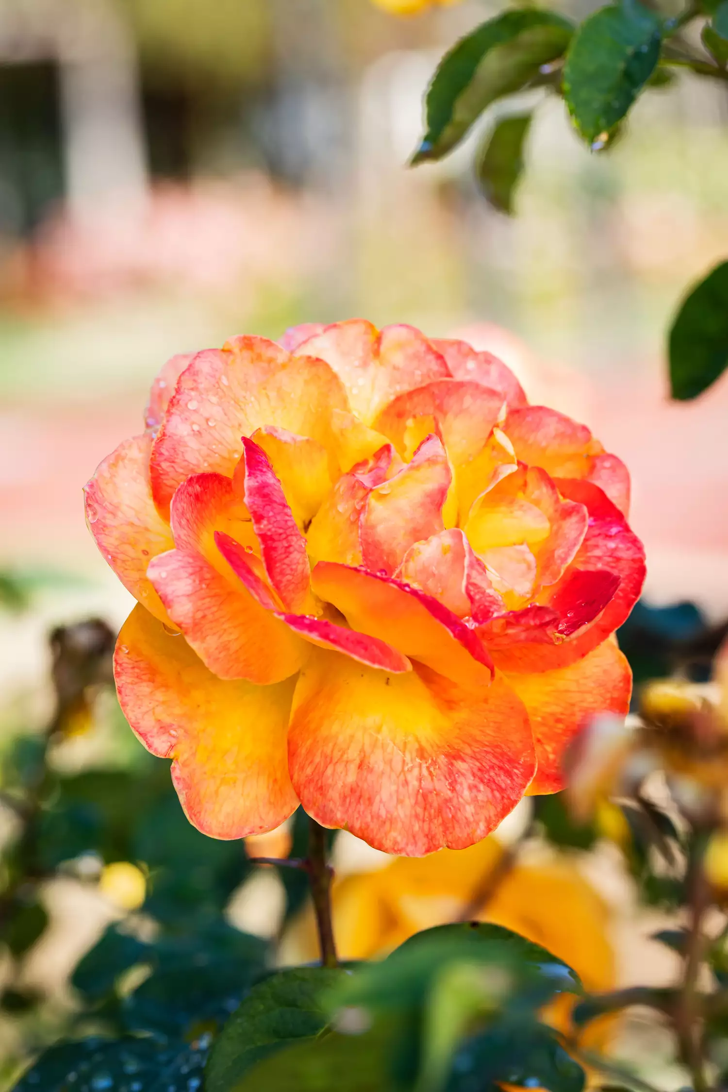 'Strike It Rich' Rose at Birmingham Botanical Gardens