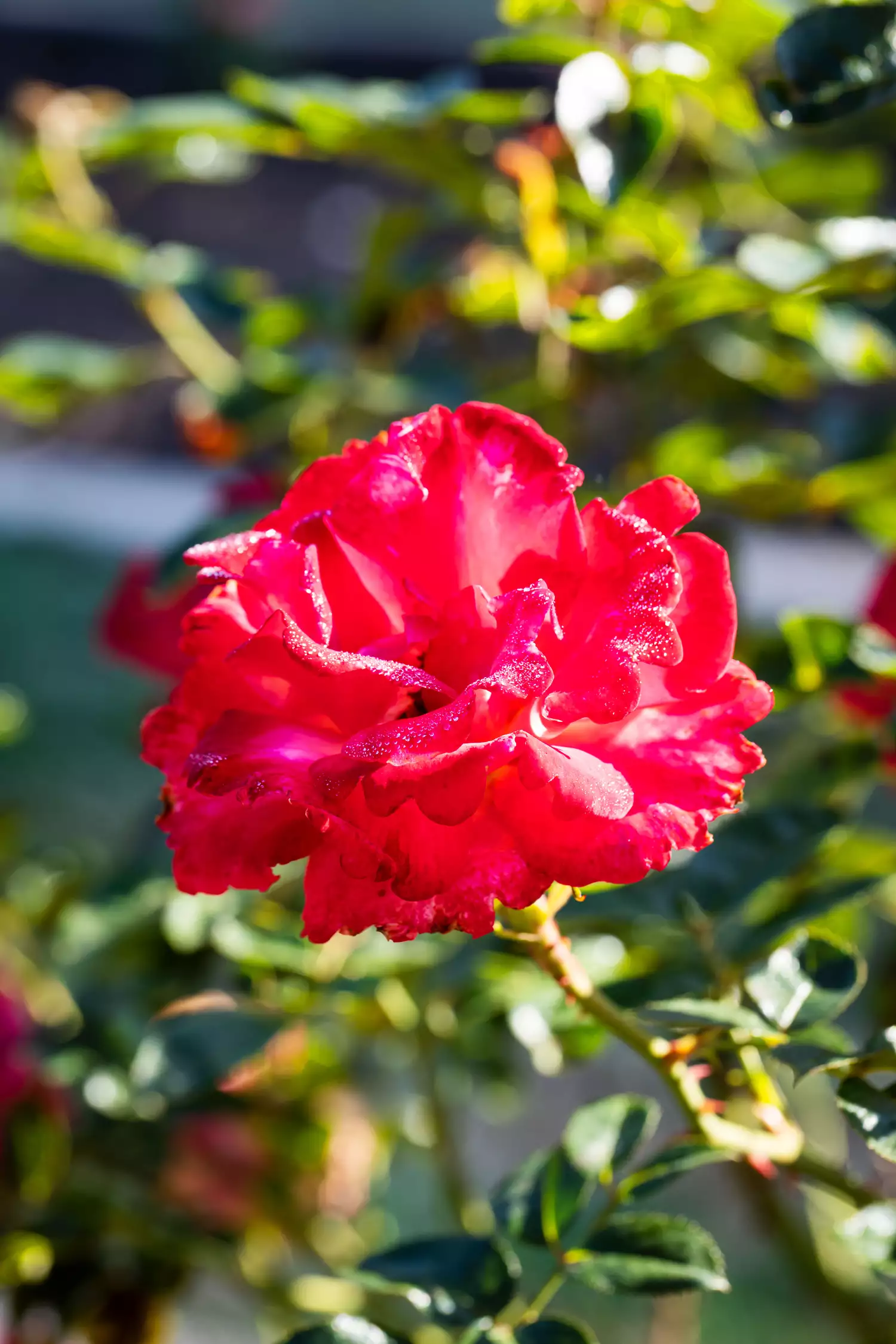 'Dick Clark' Rose at Birmingham Botanical Gardens