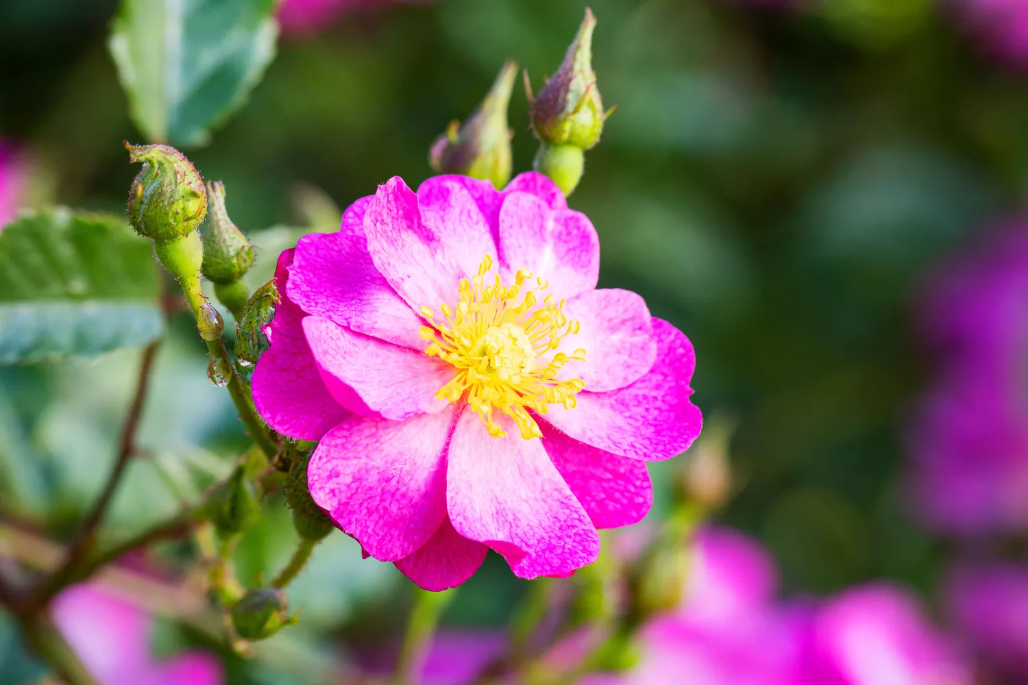 'Daydream' Rose at Birmingham Botanical Gardens