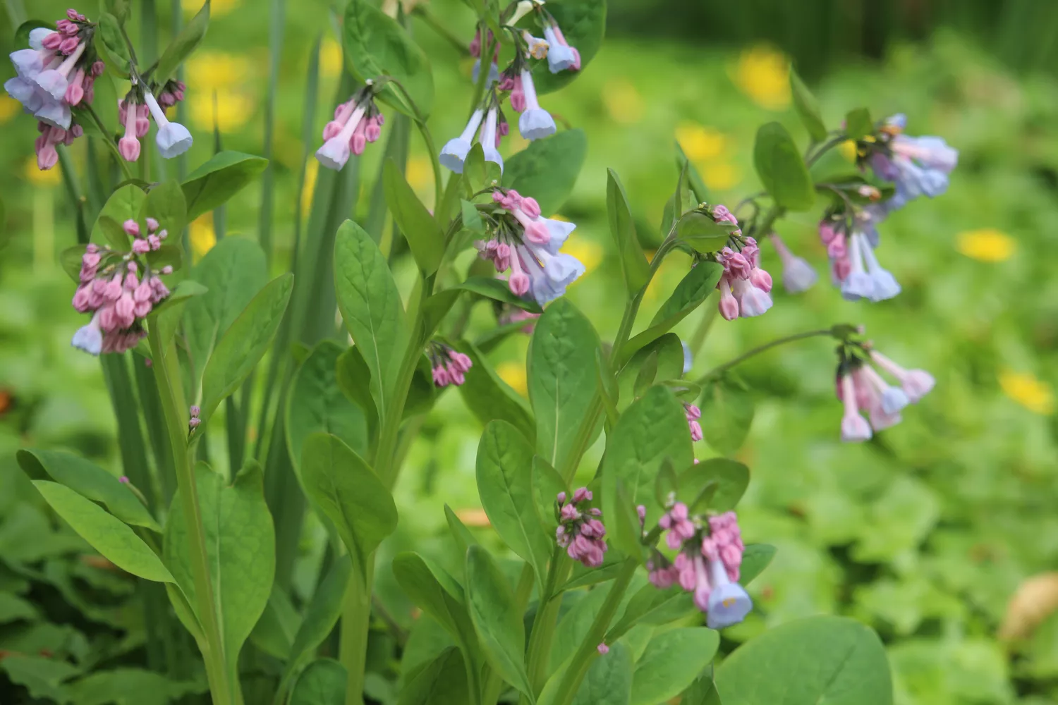 Virginia Bluebells growing along a trail in Baltimore, Maryland.