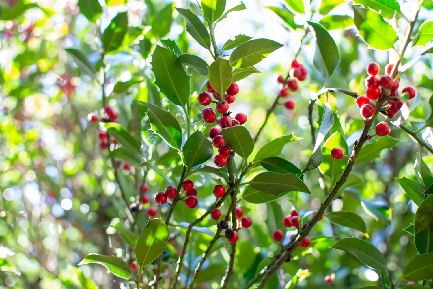 Holly tree with fruit