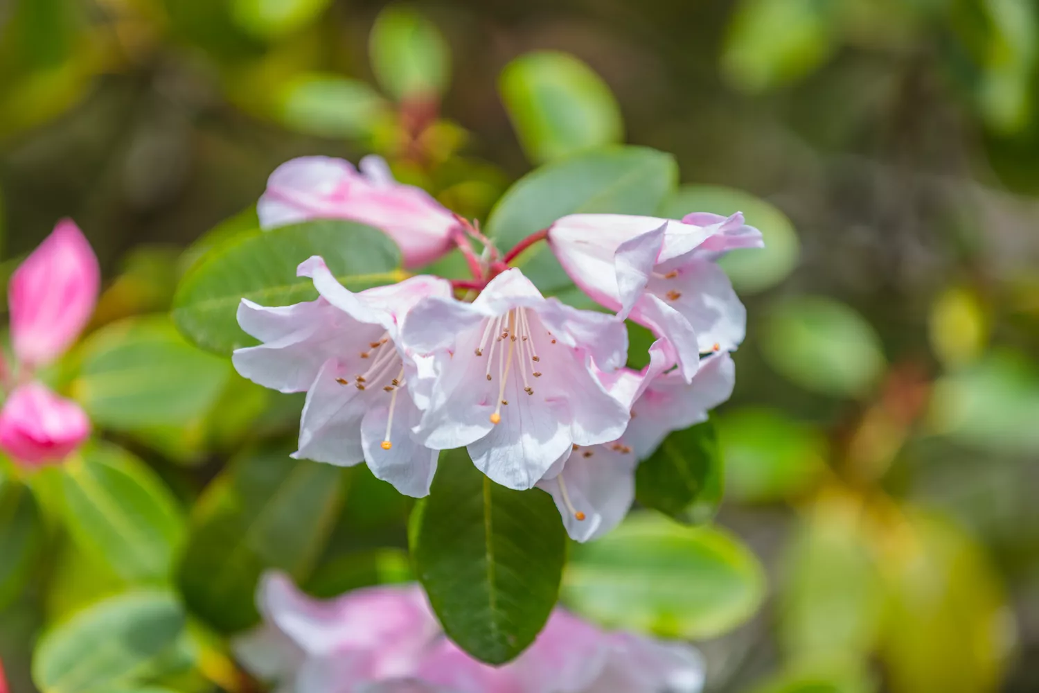 Amazing flowers rhododendron in the spring.