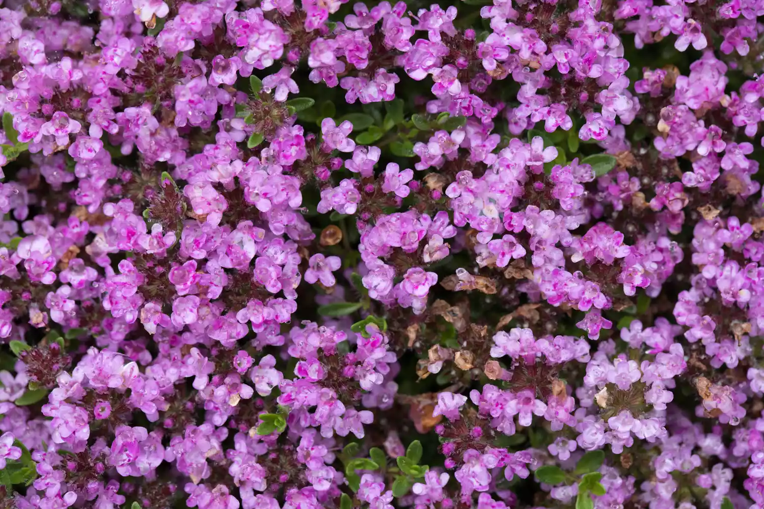 Close-up image of Creeping Thyme flowers in a residential front yard garden, grown as lawn replacement.