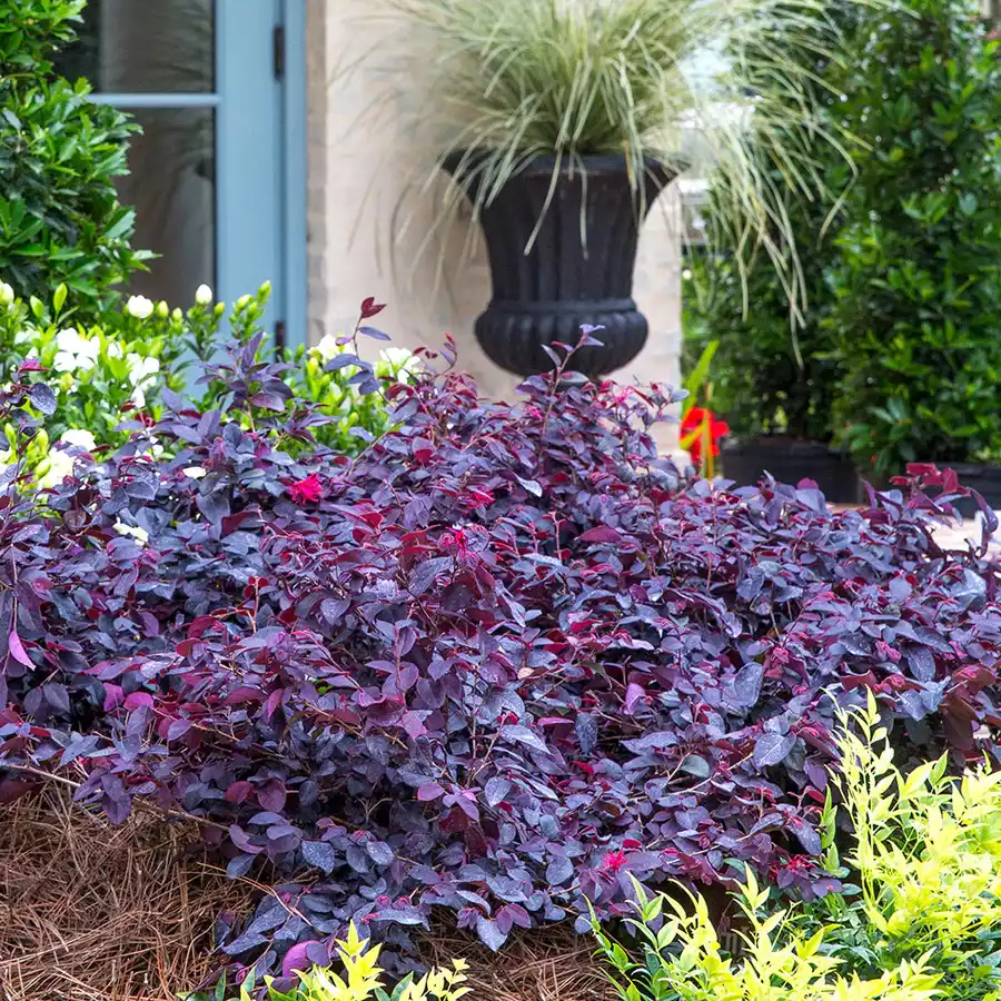 Red Diamond™ Midsize Loropetalum