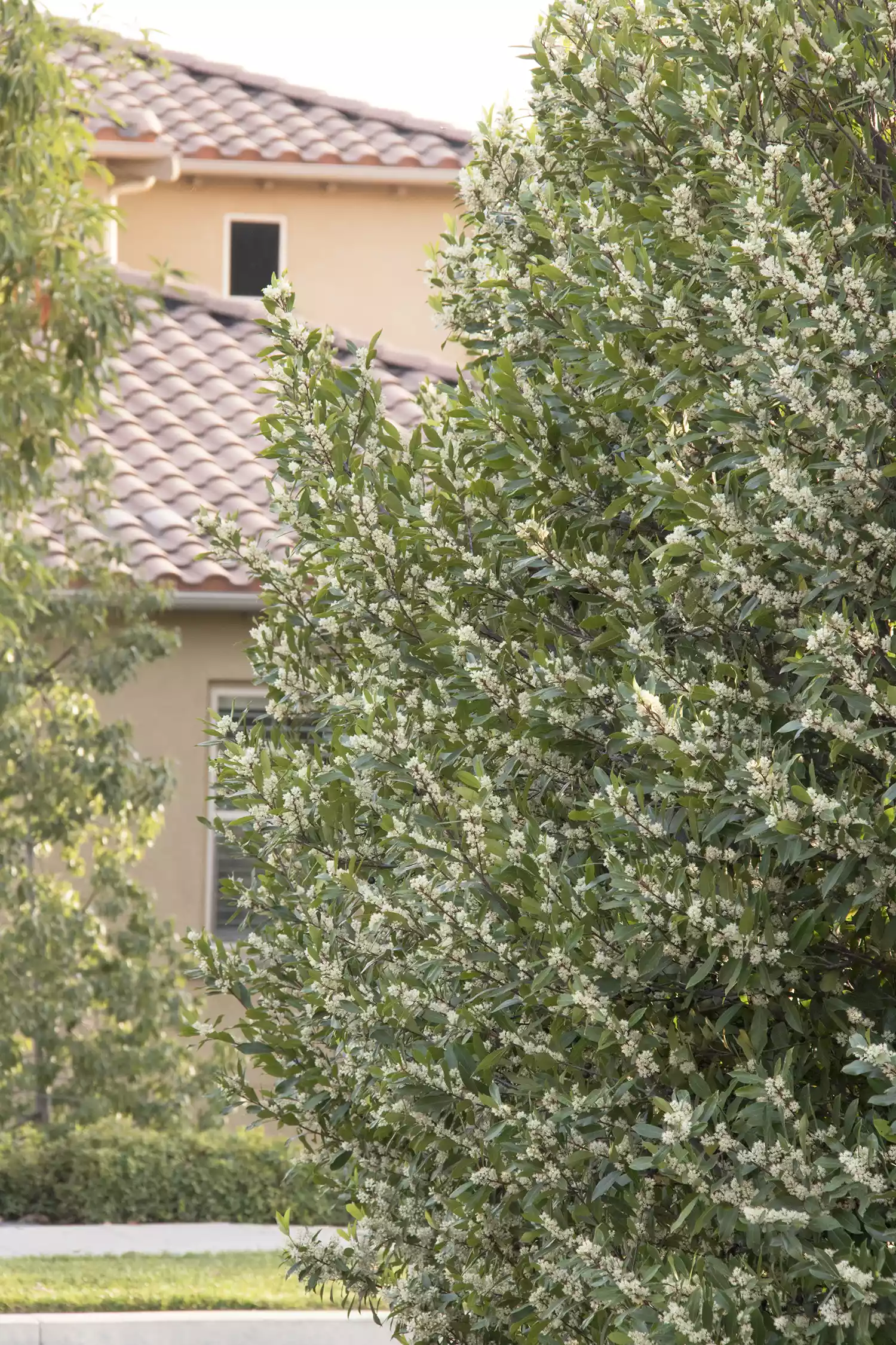 Monrovia Bright 'N Tight™ Carolina Laurel Plant in bloom