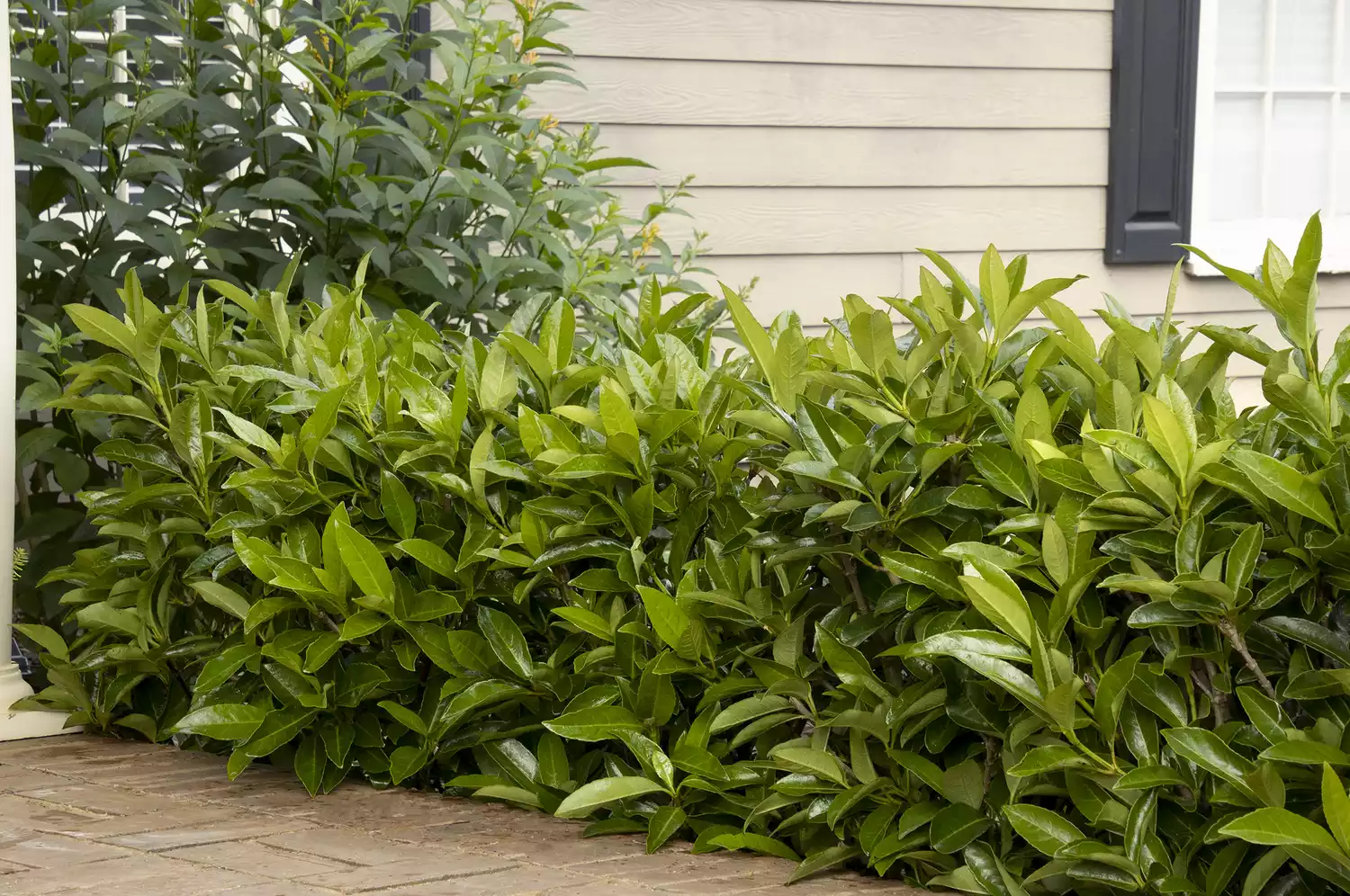 Chindo Sweet Viburnum hedge plant along a walkway